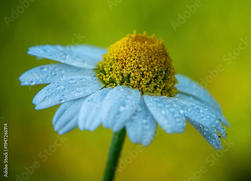 Schilderij op canvas Macro photo of a beautiful chamomile flower with a blurred background