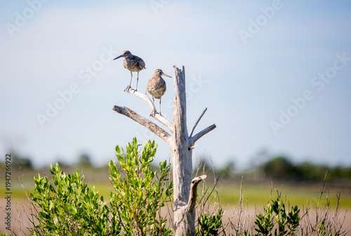 Two Willets perched in a dead tree at Assateague Island, Maryland