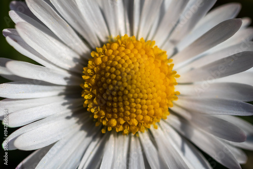 Canvastavla Macro photo of a beautiful chamomile flower with a blurred background