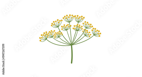 Minimalist illustration of a blooming dill or fennel flower with yellow umbels and green stem on white background.