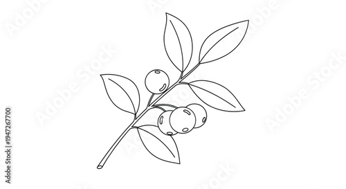 Simple black and white line art drawing of a small branch with several round berries and leaves, perfect for a botanical coloring page.