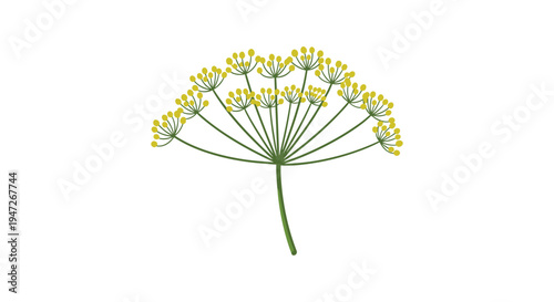 Yellow dill flower head on a green stem isolated on white background, used as an aromatic herb in cooking and pickling recipes.
