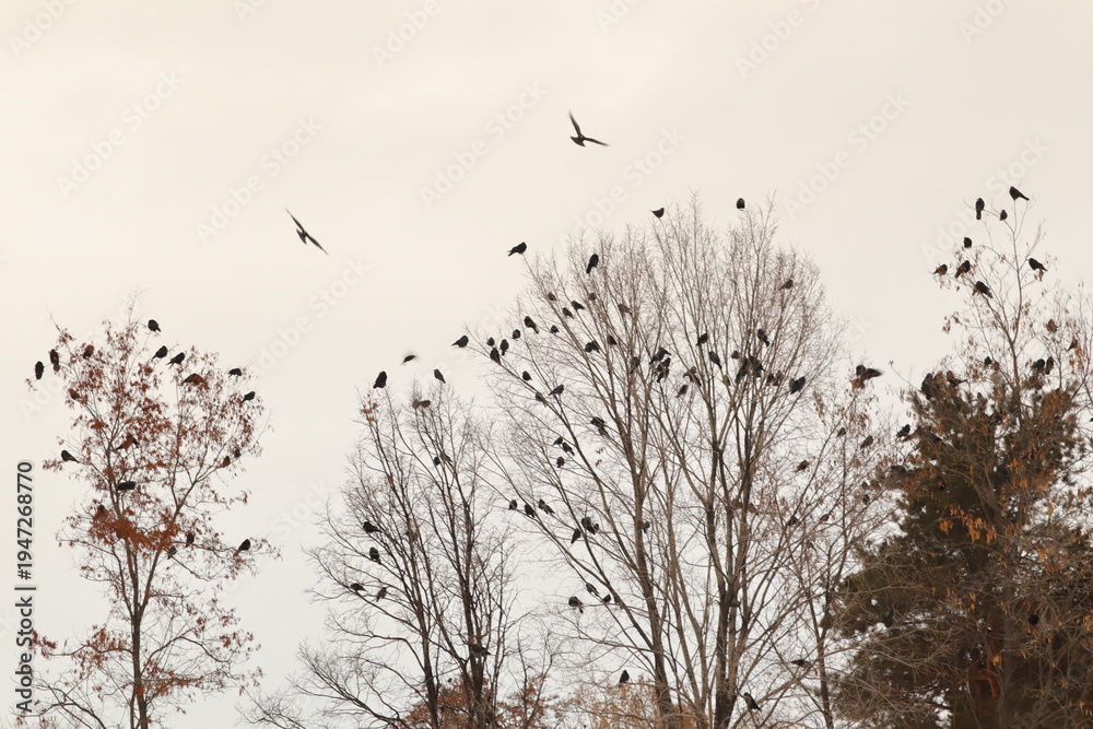 Obraz premium A flock of crows gathers on tall bare trees at winter sunset, preparing to roost for the night. A calm, moody wildlife scene ideal for nature, seasons, solitude, mystery, and environmental concepts.
