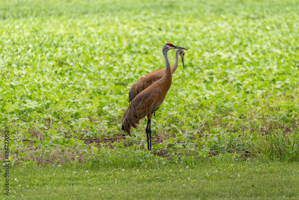 Naklejka premium Sandhill Cranes Feeding In An Urban Soybean Field In De Pere, Wisconsin, In July