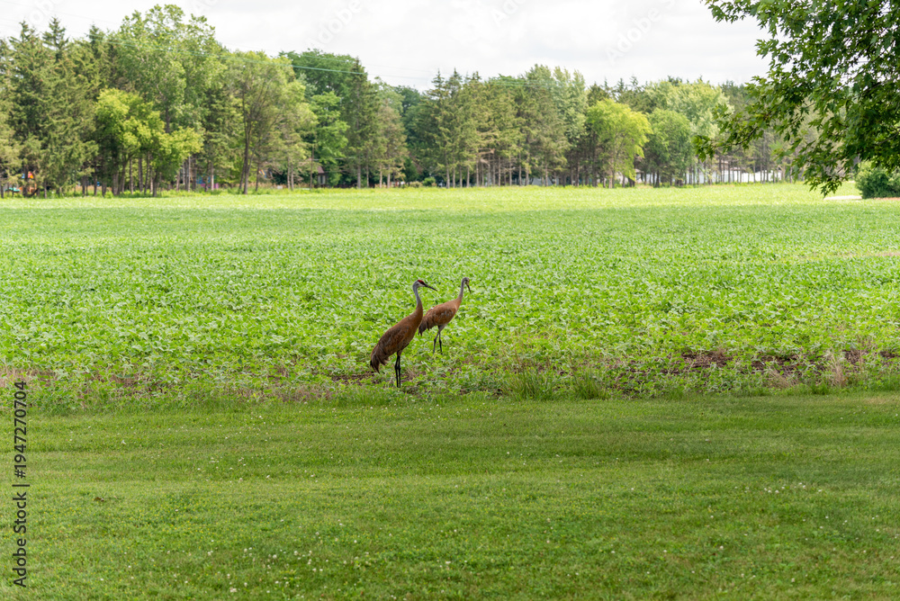 Obraz premium Sandhill Cranes Feeding In An Urban Soybean Field In De Pere, Wisconsin, In July