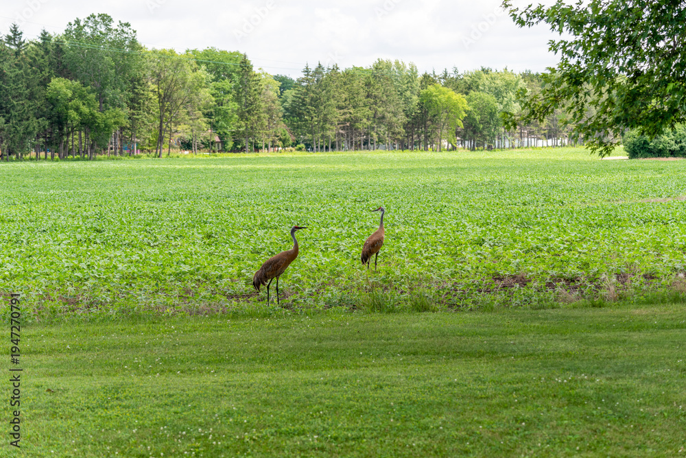 Obraz premium Sandhill Cranes Feeding In An Urban Soybean Field In De Pere, Wisconsin, In July