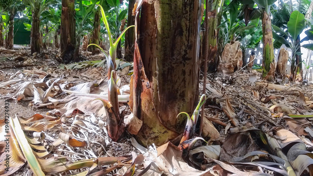 Obraz premium Banana reproduction process with small shoots around the main plant