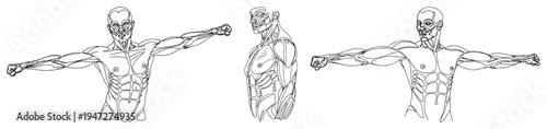 Human muscular system anatomy study of the torso in minimalist line art style