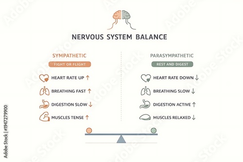 Sympathetic vs Parasympathetic Nervous System Balance Infographic with Fight or Flight and Rest and Digest responses.
