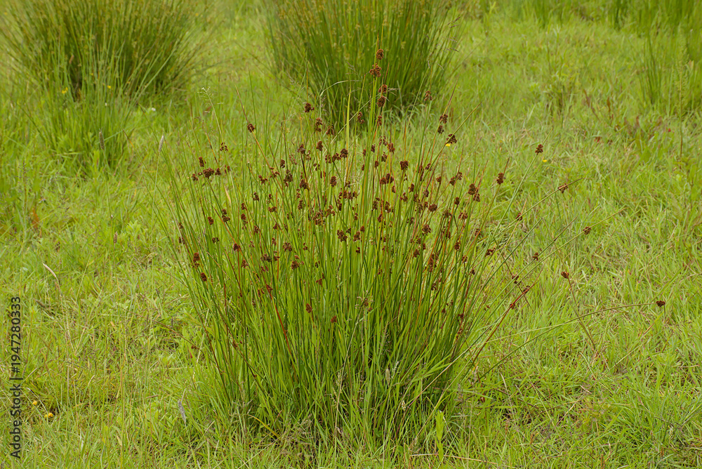 Fototapeta premium Flowering soft rush plant in the wetlands - Juncus effusus 
