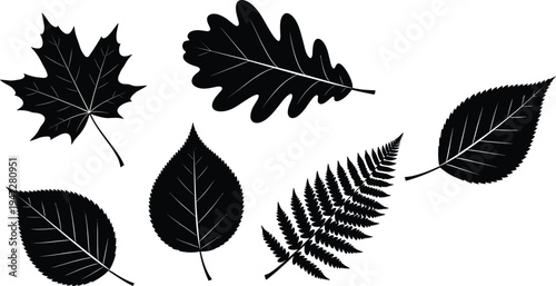 Leaf silhouettes with diverse shapes, maple, oak, fern, heart, elliptical, botanical diversity, plant morphology, nature icons, vector illustration collection