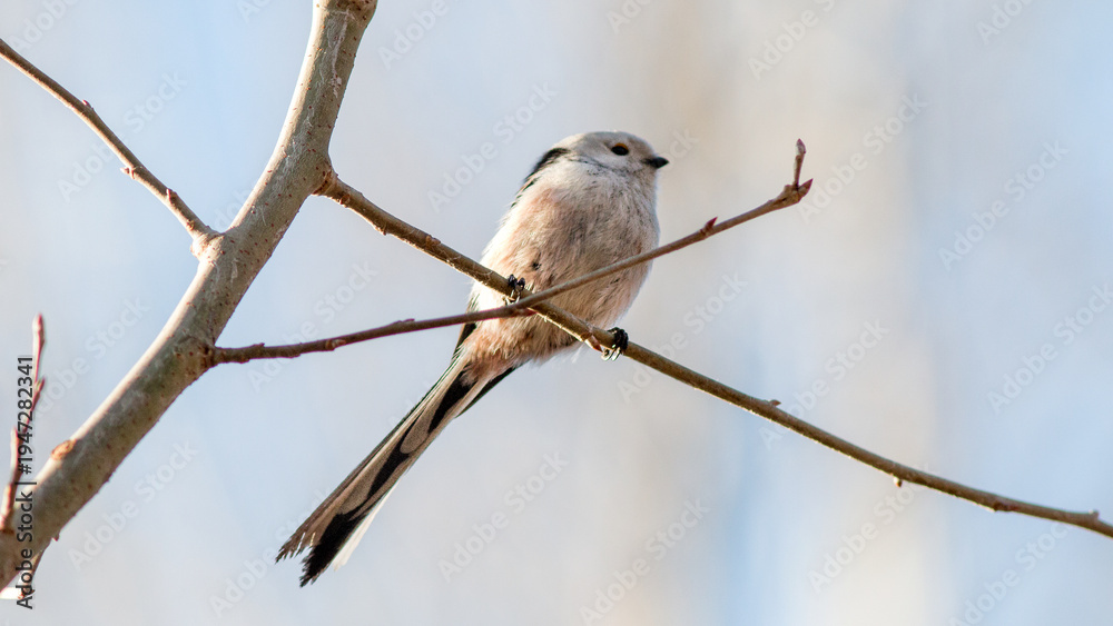 Fototapeta premium white tailed hawk perched