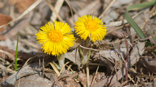 yellow dandelions in the grass