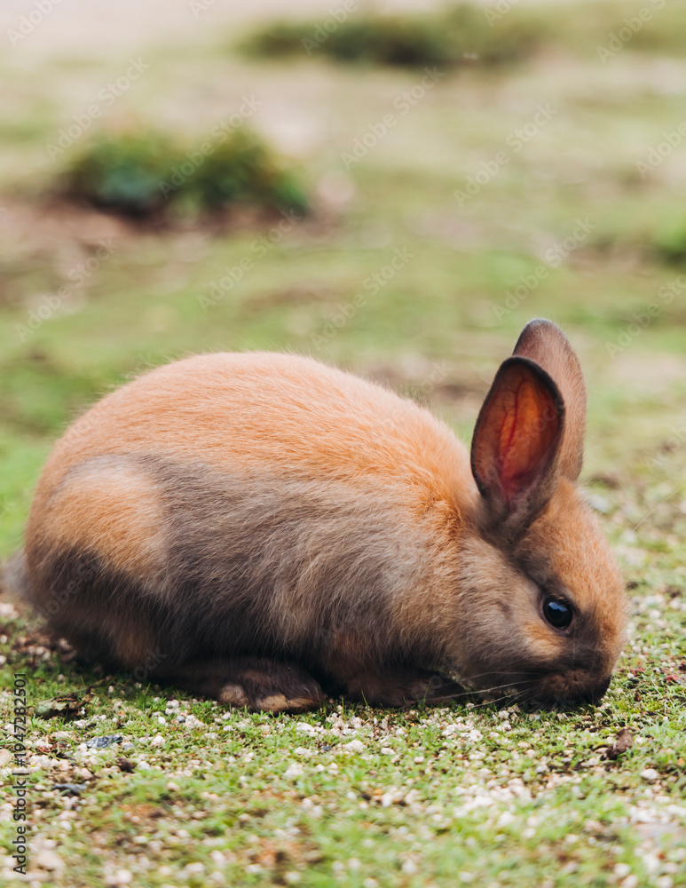 Fototapeta premium Rabbit Island, Japan, Okunoshima Island landscape in Seto Inland Sea, Takehara, Hiroshima Prefecture, domestic and wild cute rabbits and bunnies pasturing, Setonaikai National Park, Japan