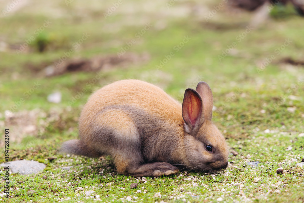 Fototapeta premium Rabbit Island, Japan, Okunoshima Island landscape in Seto Inland Sea, Takehara, Hiroshima Prefecture, domestic and wild cute rabbits and bunnies pasturing, Setonaikai National Park, Japan