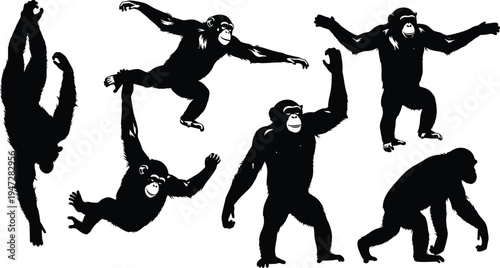 Vector illustration of silhouetted chimpanzees in dynamic poses symbolizing primate behavior, movement, identity, diversity, culture, tradition, inclusivity, heritage, and education