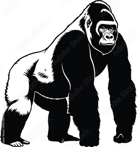 Gorilla silhouette in powerful standing pose, muscular body vector illustration design concept for wildlife themes