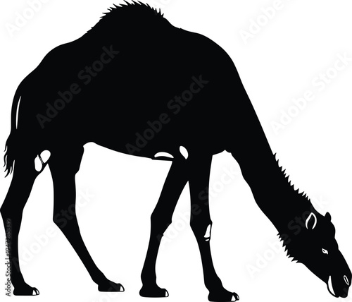 Camel silhouette illustration of grazing dromedary, desert animal vector art, wildlife posture design, natural behavior concept for stock content