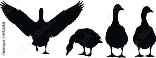 Goose silhouettes collection, flying standing pecking poses, black white artwork, wildlife bird illustration, natural behavior design, stylized animal figure set