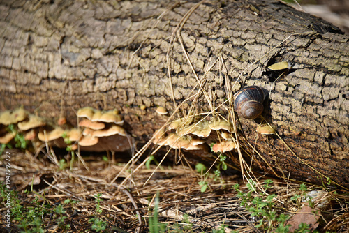 Forest microcosm a snail with a striped shell crawls along an old fallen tree groups of tinder fungi grow on the log nature flora fauna