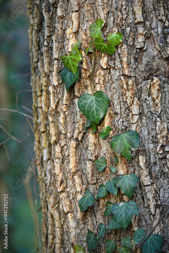 A tree trunk with an evergreen climbing plant climbing it a thin stem of common ivy flora nature park forest