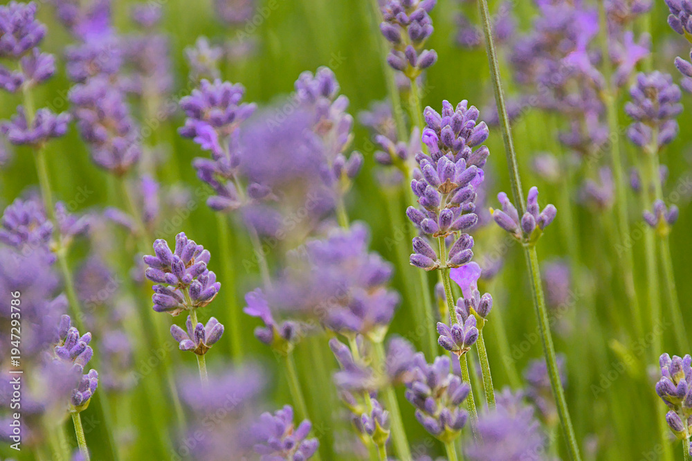 Obraz premium Violet flowers of lavender - Lavandula angustifolia. 