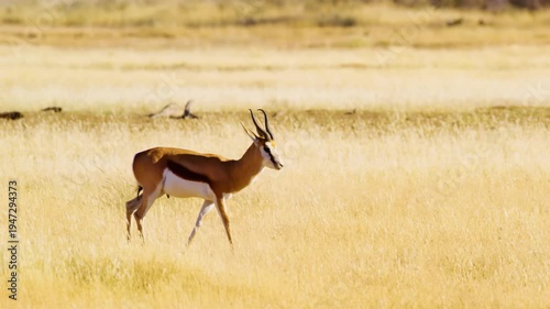 Close up shot of a Springbok Antelope walking in Savanah
