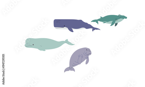 Illustrations of four different marine mammals swimming in the ocean