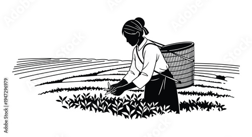 A black and white illustration depicts a woman harvesting crops in a field showcasing a striking silhouette high quality professional detailed