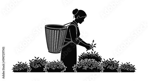A detailed black silhouette depicts a woman harvesting tea leaves in a lush garden showcasing traditional labor silhouette high quality professional