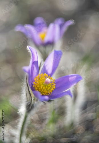 pair of pasque flowers