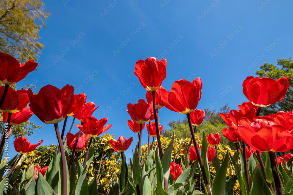 Fototapeta premium Low Angle View of Red Tulips and Sky. Bright Red Tulip Flowers Against the Sky. Fresh Red Tulips Reaching Toward the Blue Sky. Red Tulips Blooming Under Blue Sky.