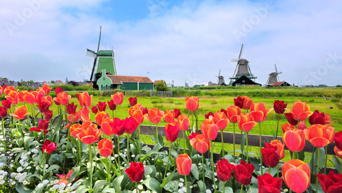Traditional Dutch windmills of Zaanse Schans under blue skies with red and orange spring tulip flowers in the foreground, Netherlands