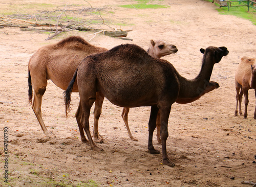 camels in the desert