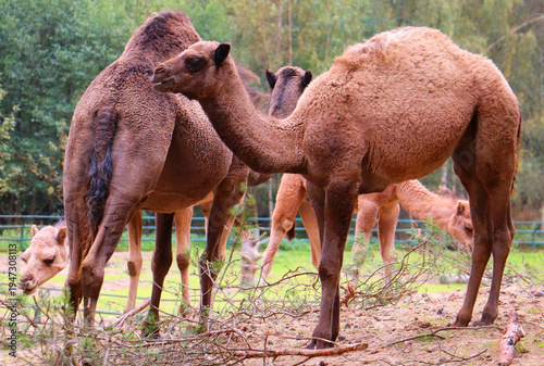 camel in the zoo
