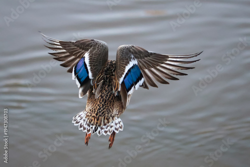 Closeup of duck flying back view