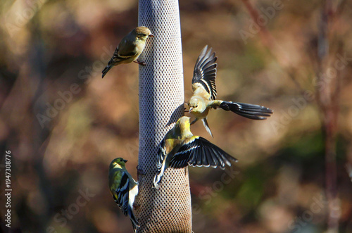 American Goldfinches on a thistle sock feeder
