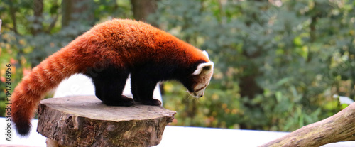 red panda in the tree
