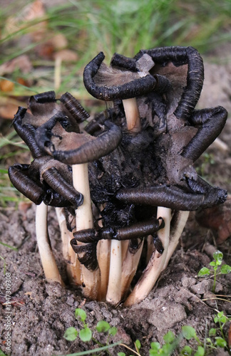 mushrooms in the forest