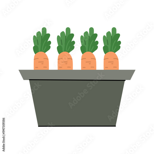 Carrots growing in a garden planter with green leaves isolated on light background flat vector illustration for vegetable gardening and organic farming