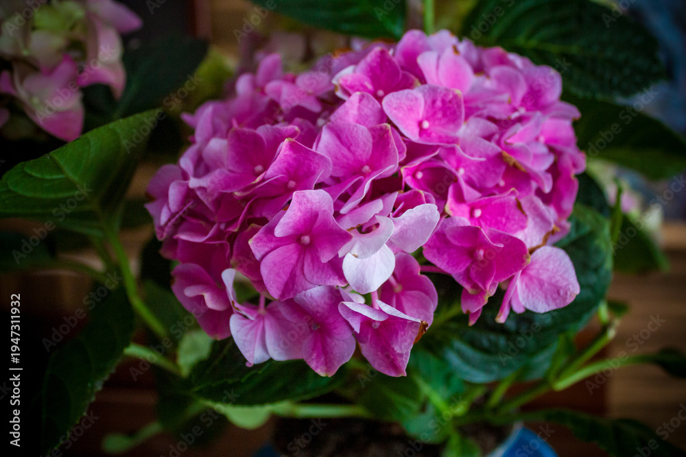 Fototapeta premium Pink hydrangea blossom close up – Hydrangea macrophylla flower