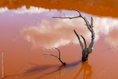 Foto Dead tree standing in acid mine drainage polluted water