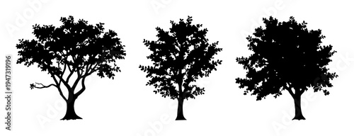 Deciduous tree set with a spreading canopy and small oval leaves featuring a black silhouette, clean lines, and a minimalist design with high contrast and no colors