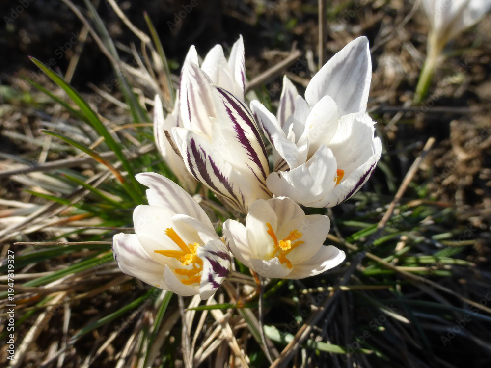 Fototapeta premium Spring Crocus Flowers Close Up, First Spring Bloom
