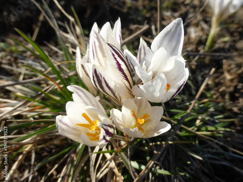 Spring Crocus Flowers Close Up, First Spring Bloom