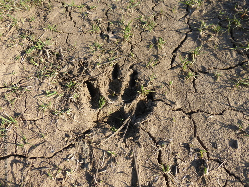Wild Animal Track in Forest Soil, Wildlife Footprint Close Up