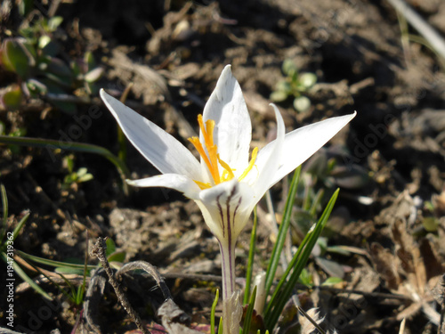 Spring Crocus Flowers Close Up, First Spring Bloom