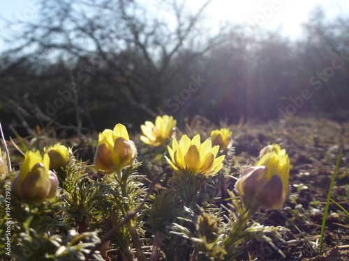 Spring Adonis Flowers Blooming, Bright Yellow Wildflowers