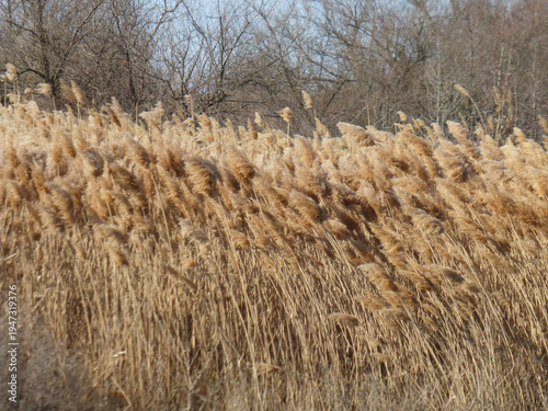 Spring Reed Close Up, Green Marsh Vegetation