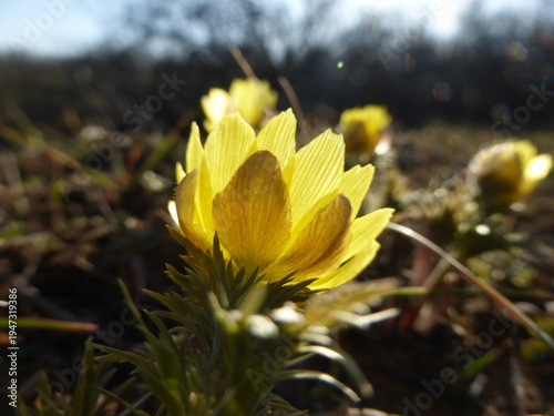 Spring Adonis Flowers Blooming, Bright Yellow Wildflowers
